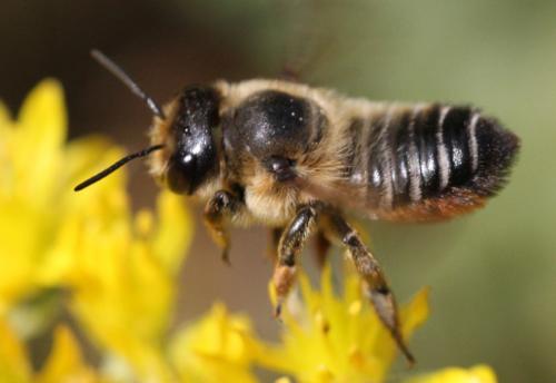 Megachile willughbiella
